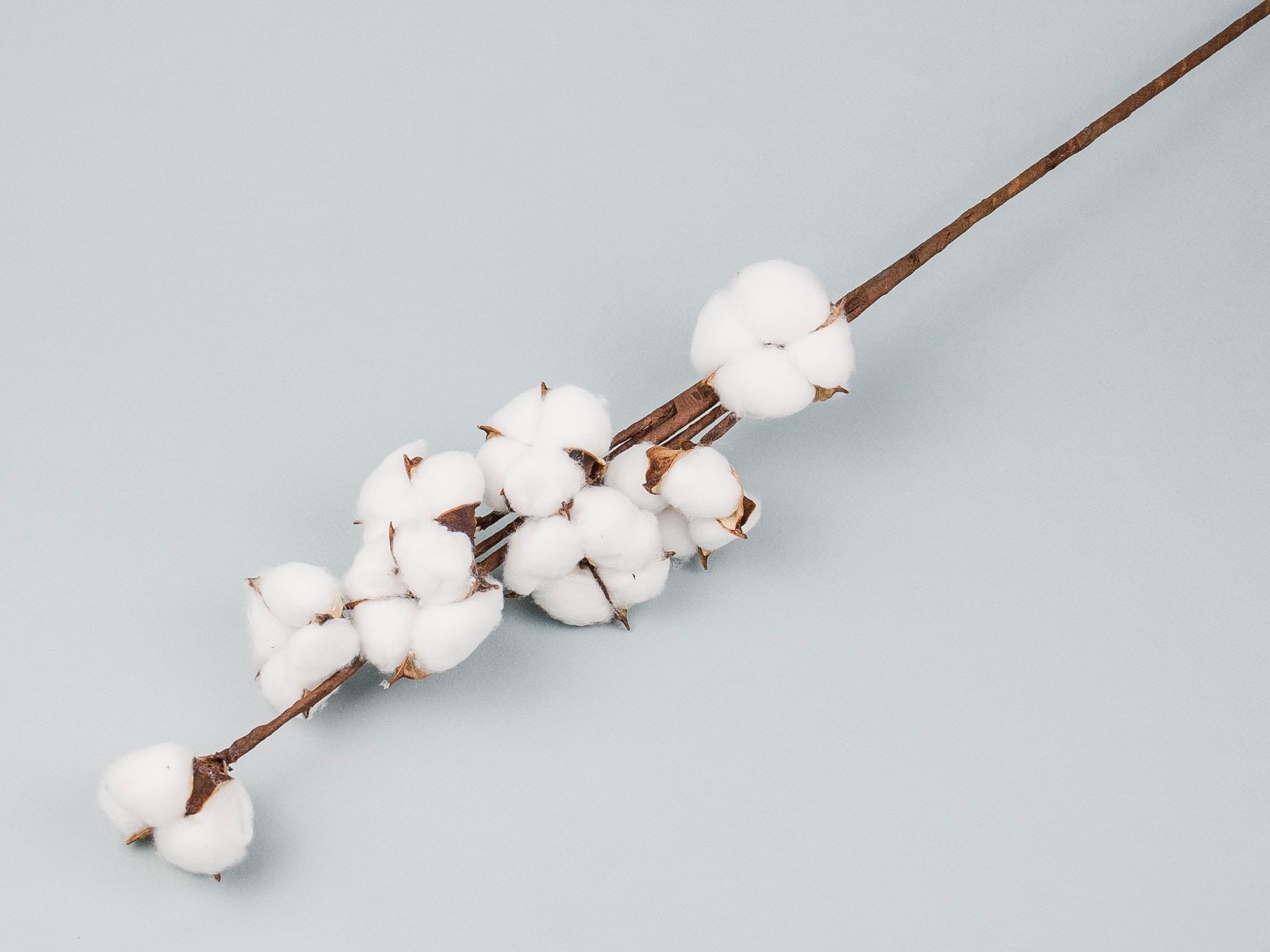 Гілка сухоцвіт білої бавовни на 9 квіток, висота ~66 см