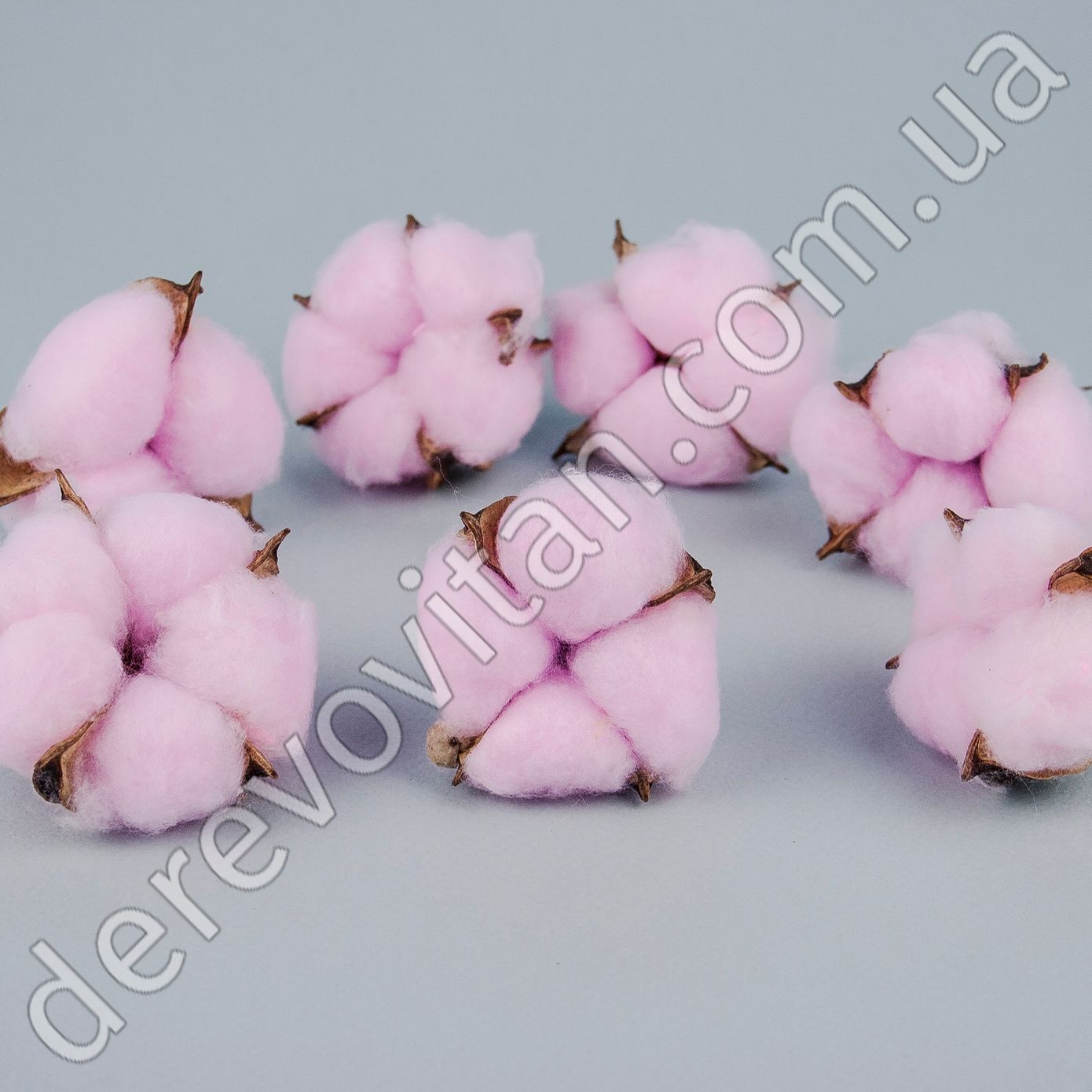 Сухоцвіт бавовна рожевий 4-6 см, 15 шт.