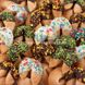 Печенье с предсказаниями в шоколадной глазури «Гурман»