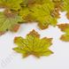 Листья осенние декоративные, салатовый клен 9.7 × 10 см, 100 шт.