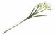 Нарциссы декоративные, белые, 15 цветков, ~65 см